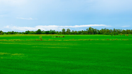 The rice field was small, similar to the grass field.