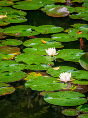池に浮かぶ睡蓮の花と葉