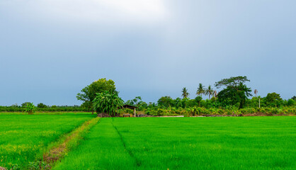 Fototapeta na wymiar landscape with green field