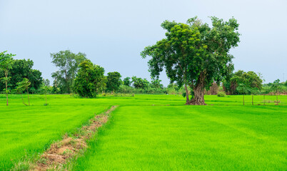 Obraz premium Green fields with trees in the middle of the fields
