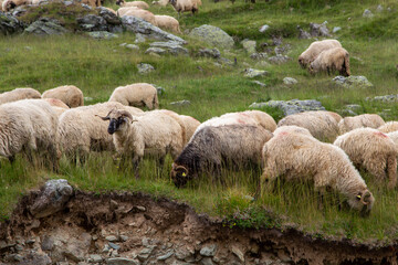 Fototapeta premium Flock of sheep on the Transalpina, Romania