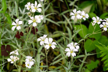 White flowers chickweed in the spring forest.