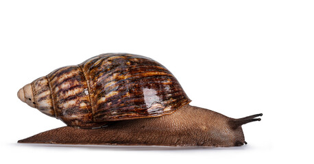 Side view of Giant West African snail, moving side ways. Isolated on a white background.