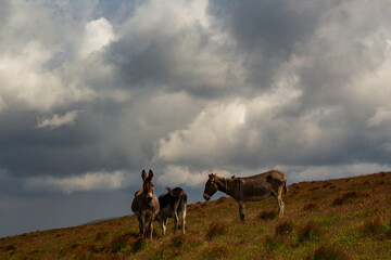 Fototapeta na wymiar Donkey on the Transalpina, Romania