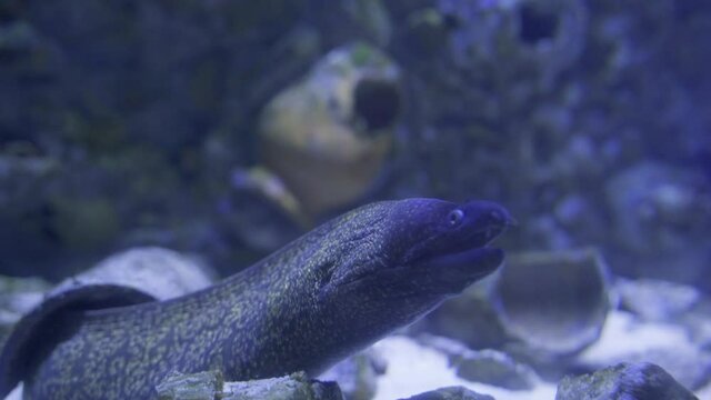 big moray in the sea close up

