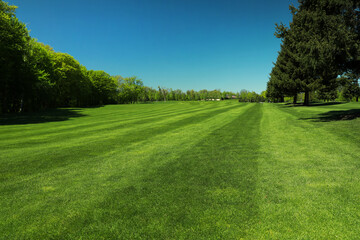 Fototapeta na wymiar Beautiful view of landscape with fresh green grass and trees outdoors