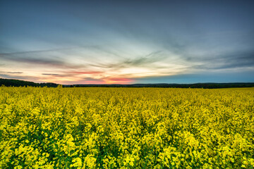 Beautiful landscape with the yellow rapeseed field at sunset, Poland