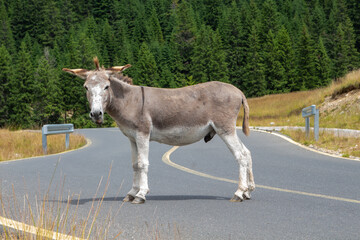 Donkey on the Transalpina, Romania
