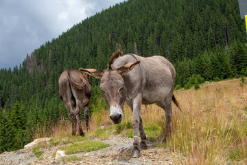 Donkey in the mountains of Romania