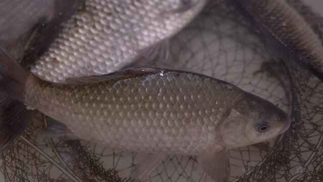 Fresh Live River Crucian Carp Swims in a Bowl. Live fish open their mouths, breathe with gills. Carp or crucian carp. Crucian carp covered with mucus and scales. Fisherman catch. 4K. Close up.