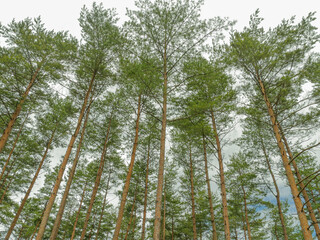 Obraz premium 赤松2