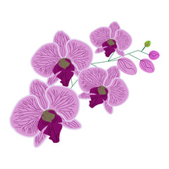 orchid isolated on white background
