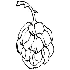 Hop plant hand drawing vintage clip art. Humulus logo or tattoo highly detailed in line art style concept. Black and white isolated. Antique vintage engraving illustration for emblem
