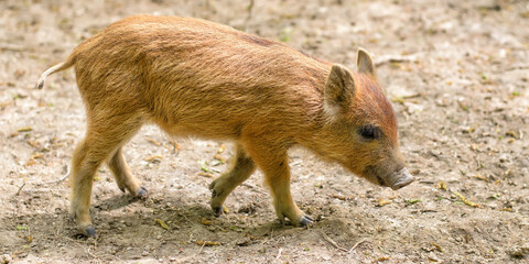 Little cute wild brown baby pig (Sus scrofa, wild boar), panoramic shot
