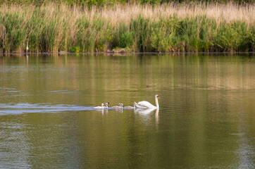 A white swan with chicks on the lake