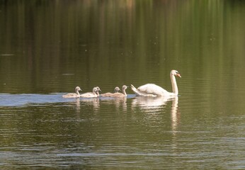 A white swan with chicks on the lake