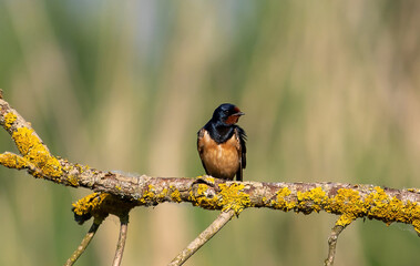 a bird Red Swallow (Cecropis daurica) on a branch