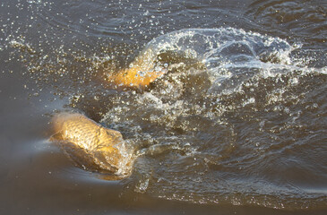Carp fish during spawning in water