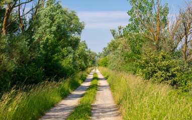 a straight dirt road through bushes and green trees