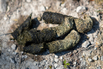 wild goose droppings in close up