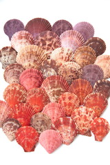 Pecten jacobaeus,  the Mediterranean scallop, is a species of scallop, an edible saltwater scallop, a marine bivalve mollusc in the family Pectinidae, on white background