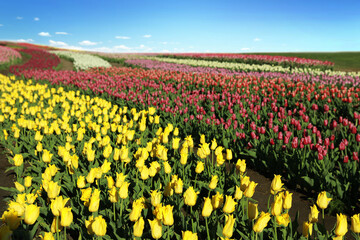Fototapeta premium Beautiful view of field with blossoming tulips on sunny day