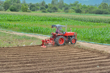 Gardeners are driving the tractor to cultivate the soil. Pelicans looking for food With  forest background
