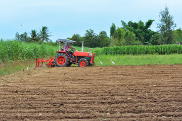 Gardeners are driving the tractor to cultivate the soil. Pelicans looking for food With forest and blue sky  background