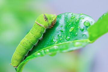 A fat caterpillar perched on a leaf.
