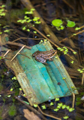 A frog sits on a protective mask in the lake