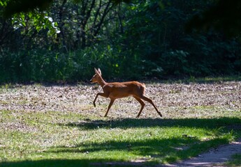 A deer running towards the forest