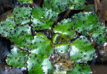 many Mesovelia insect nymphs on one leaf