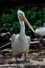 Dalmatian pelican on the beam in the middle of the pond. Latin name - Pelecanus crispus