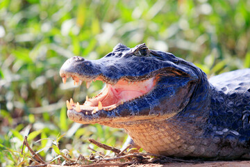 Jacaré do Pantanal