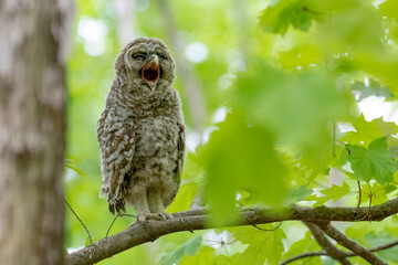 Baby barred owl standing on a branch calling for its parents to bring food. Green background with the afternoon sun illuminating the leaves. Ottawa, Canada