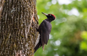 A black woodpecker on the trunk of an oak - obrazy, fototapety, plakaty