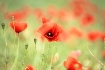 Flowers colorful red poppies bloom in the wild field. Open bloom with bumblebee or bee collects...