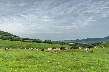 Fototapeta na wymiar Weide mit Kühen auf dem Dörnberg 