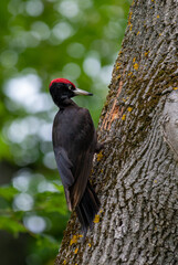 A woodpecker Dryocopus martius on a tree stalk