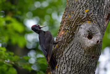 A woodpecker Dryocopus martius on a tree stalk
