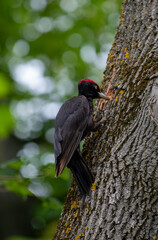 A woodpecker Dryocopus martius on a tree stalk