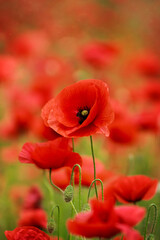 Flowers colorful red poppies bloom in the wild field. Open bloom with bumblebee or bee collects nectar. Soft green background. 