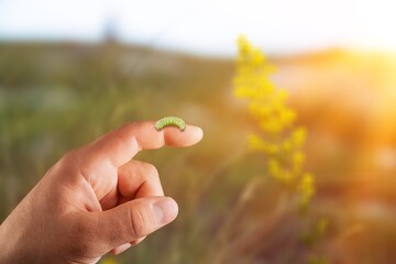 Agriculture.