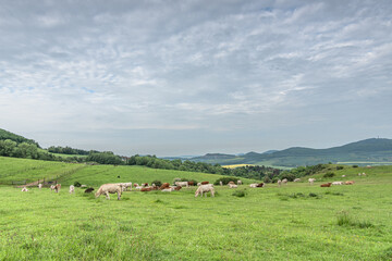 Weide mit K&uuml;hen auf dem D&ouml;rnberg 