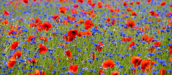 A field with flowers Centaurea cyanus and Poppy