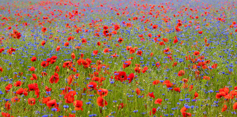 Fototapeta premium a beautiful landscape with a field of poppies and cornflowers