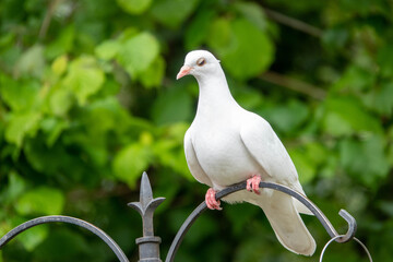a release dove also called a white pigeon is a domestic rock dove the symbol of peace love and...