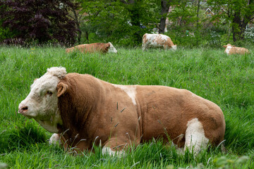 beautiful brown and white bull with nose ring in meadow with cows