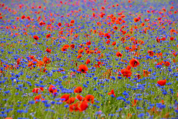 Fototapeta premium A field with flowers Centaurea cyanus and Poppy