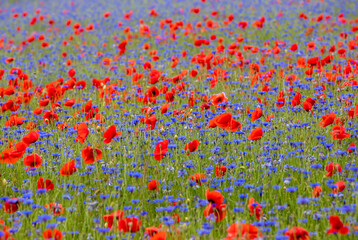 landscape with cornflowers and poppies in the field